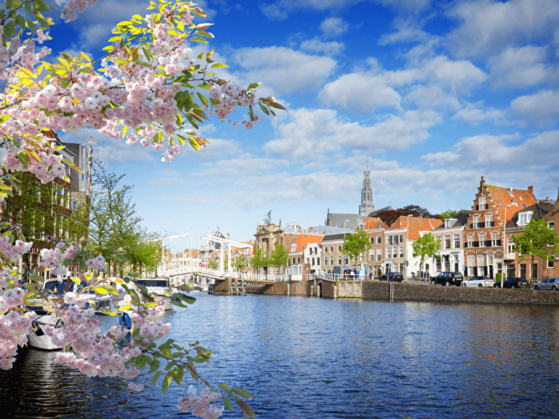 Spring in Haarlem with blooming cherry blossoms, canals, historic buildings, and the Grote Kerk in the background.