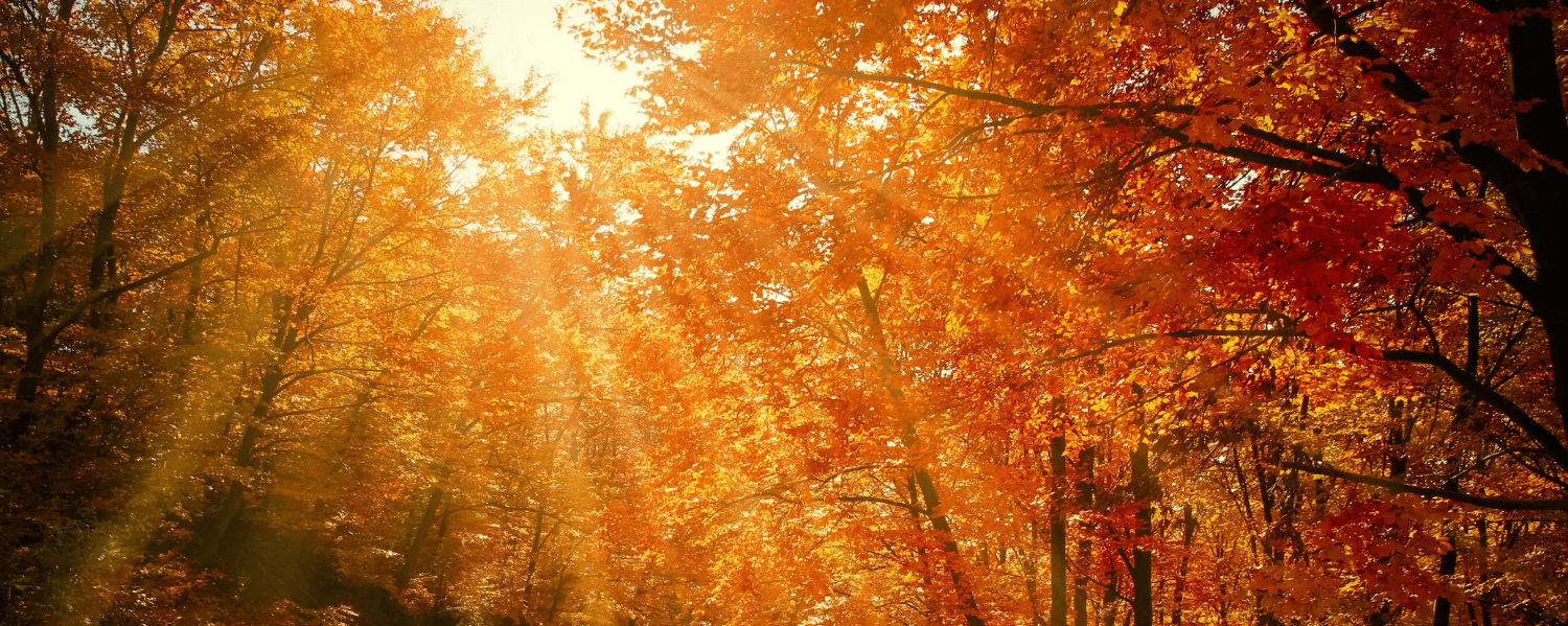 Ein sonnenüberfluteter Herbstwald mit Bäumen voller orangeroter und roter Blätter. Sonnenstrahlen brechen durch das Blätterdach und erhellen den Pfad, der sich durch den Wald schlängelt.