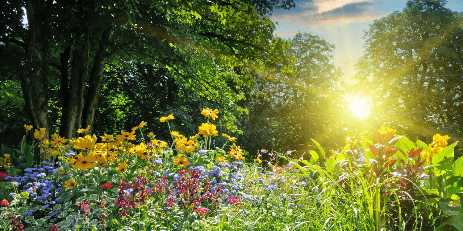 Zonnige zomerdag in een kleurrijk bloemenveld met gele, paarse en rode bloemen omringd door groene bomen.